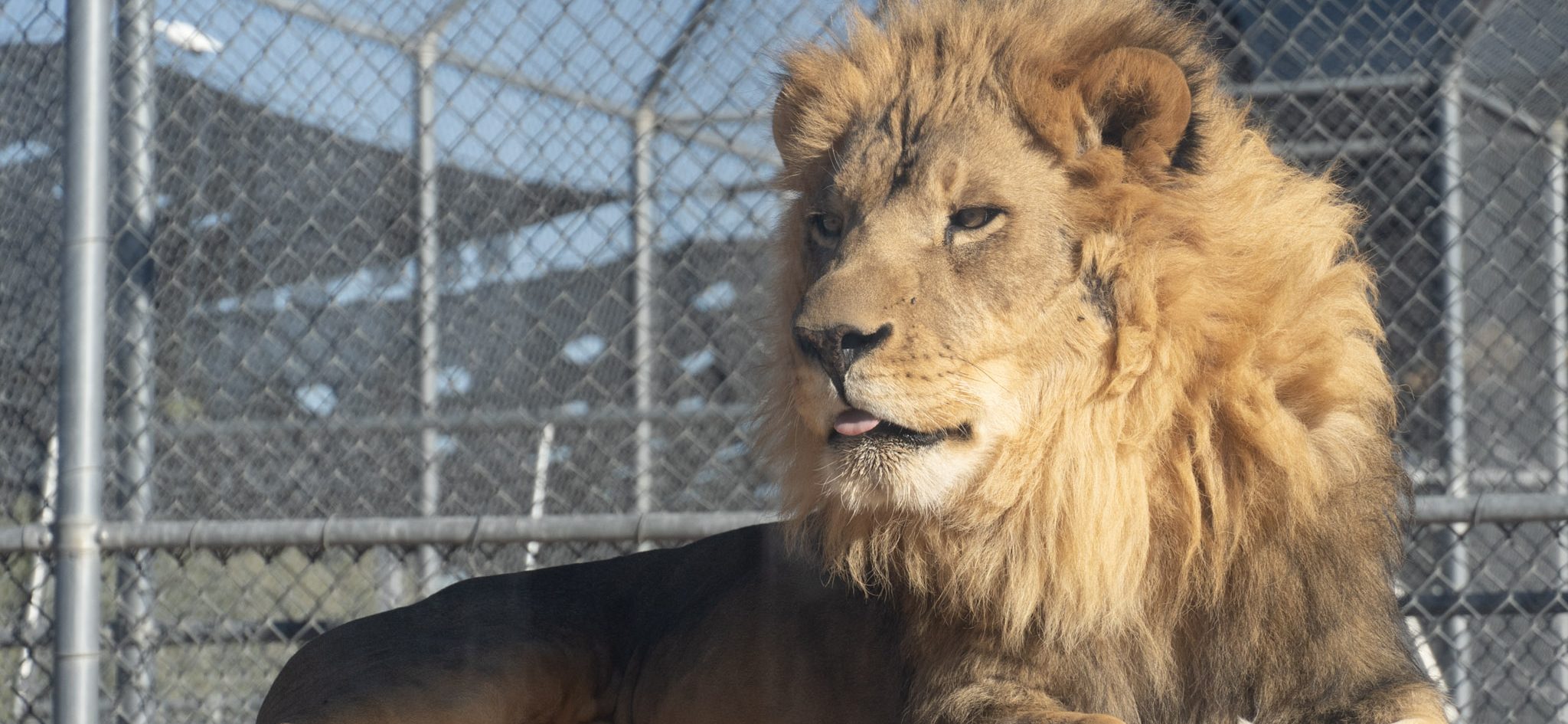 Vegas Royalty, Rehomed: Inside The MGM Lions’ Newest Act